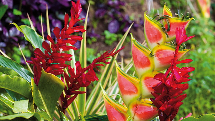 Tropical vegetation in Roseau, Dominica